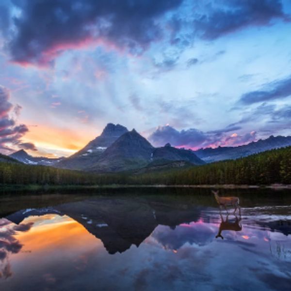 Deer near lake at sunrise with mountain reflection.