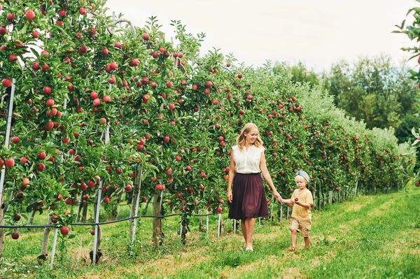 The image shows a woman and a young child walking hand-in-hand through an apple orchard. 