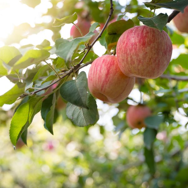 
The image shows two ripe apples hanging from a branch of an apple tree,