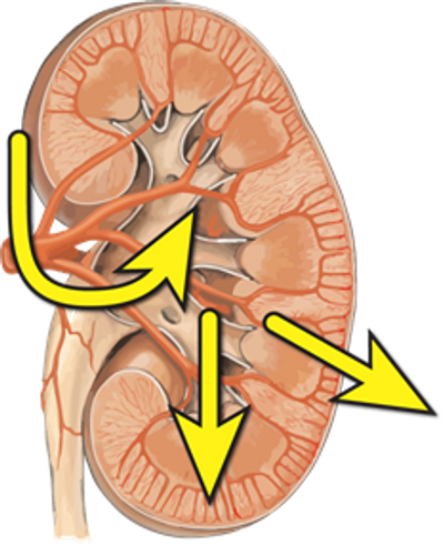 Inherent Motion Of Left Kidney