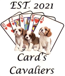 Card’s Cavalier King Charles