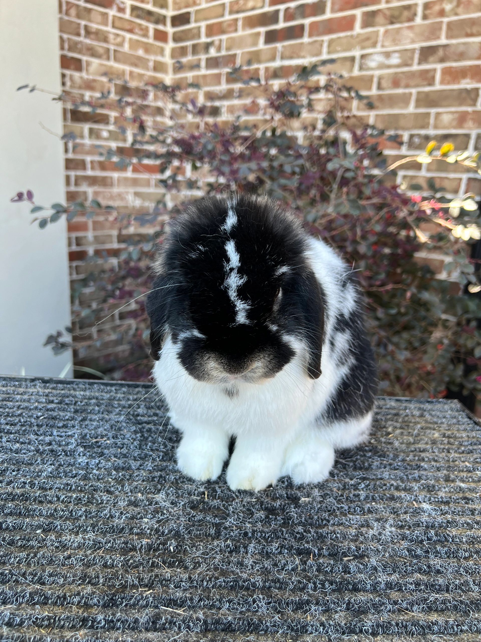 Otter Color Rabbit Cinnamon Black Otter Rabbit