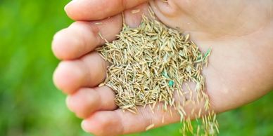 Handfull of grass seed