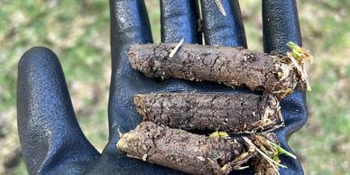 Plugs of dirt from core aeration 