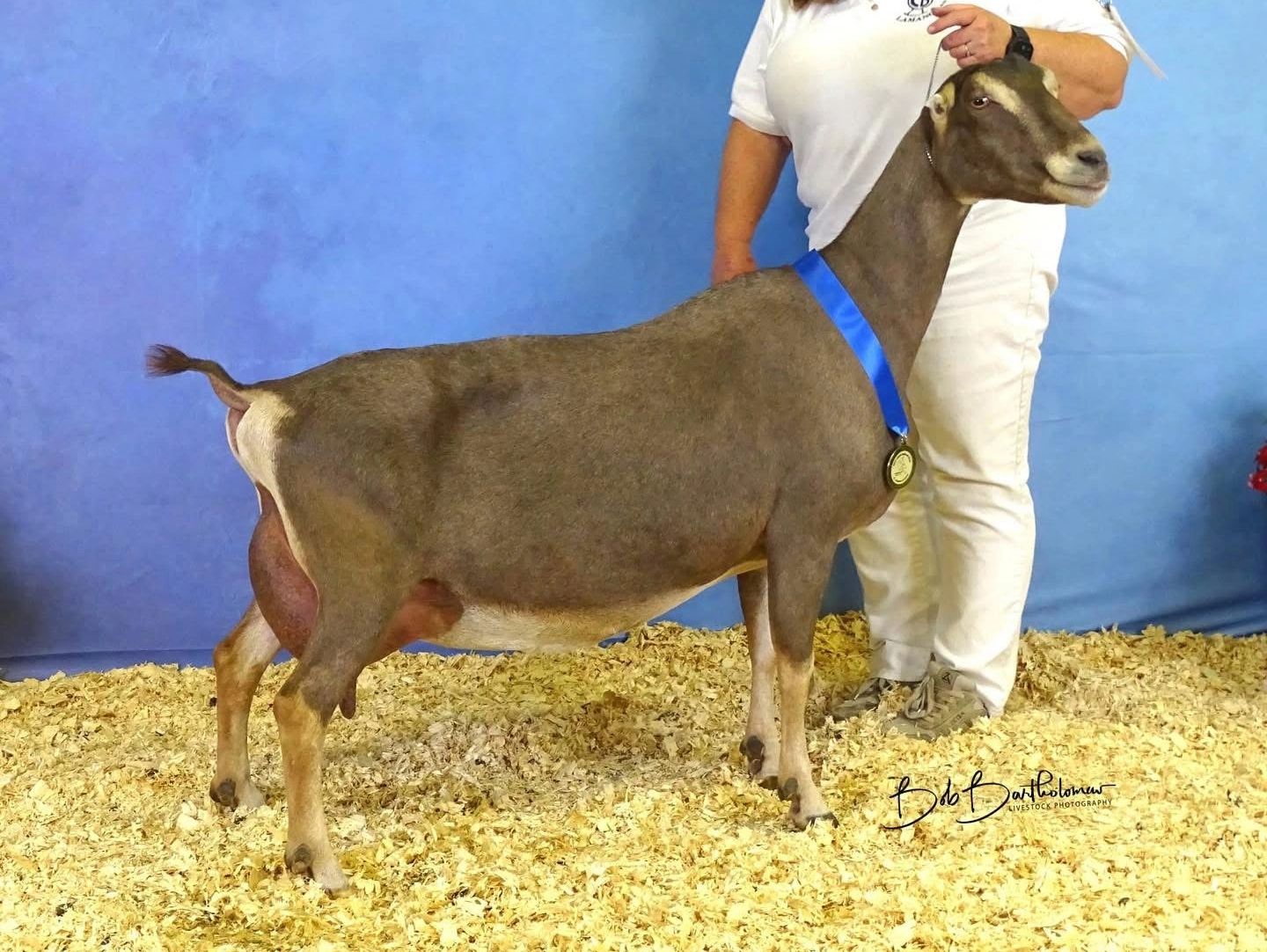 Award-winning dairy goat with blue ribbon.