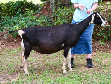 A black and white goat standing on grass next to a person.