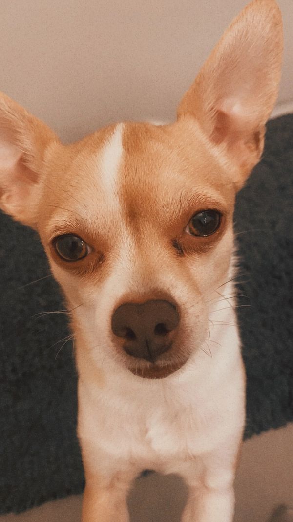 Voici Kiki , mon petit chihuahua