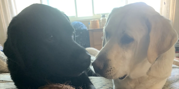 Gabe & Pax
