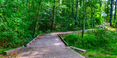 Curved wooden walkway in lush green forest.