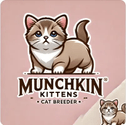 Munchkin kittens NYC