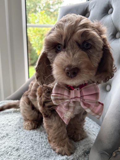 #larchfield_cavapoos Dolly Daydream Cockapoo blue eyes merle chocolate Sheffield Yorkshire