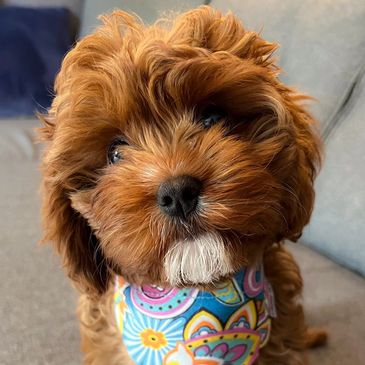 F1B mini Red and white Cavapoos Waitlist.