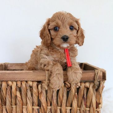 Cute brown puppy with red collar in wicker basket.