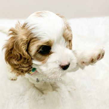 Cute F1 cavapoo saying hi red and white my woof wears bow adorable #larchfield_cavapoos