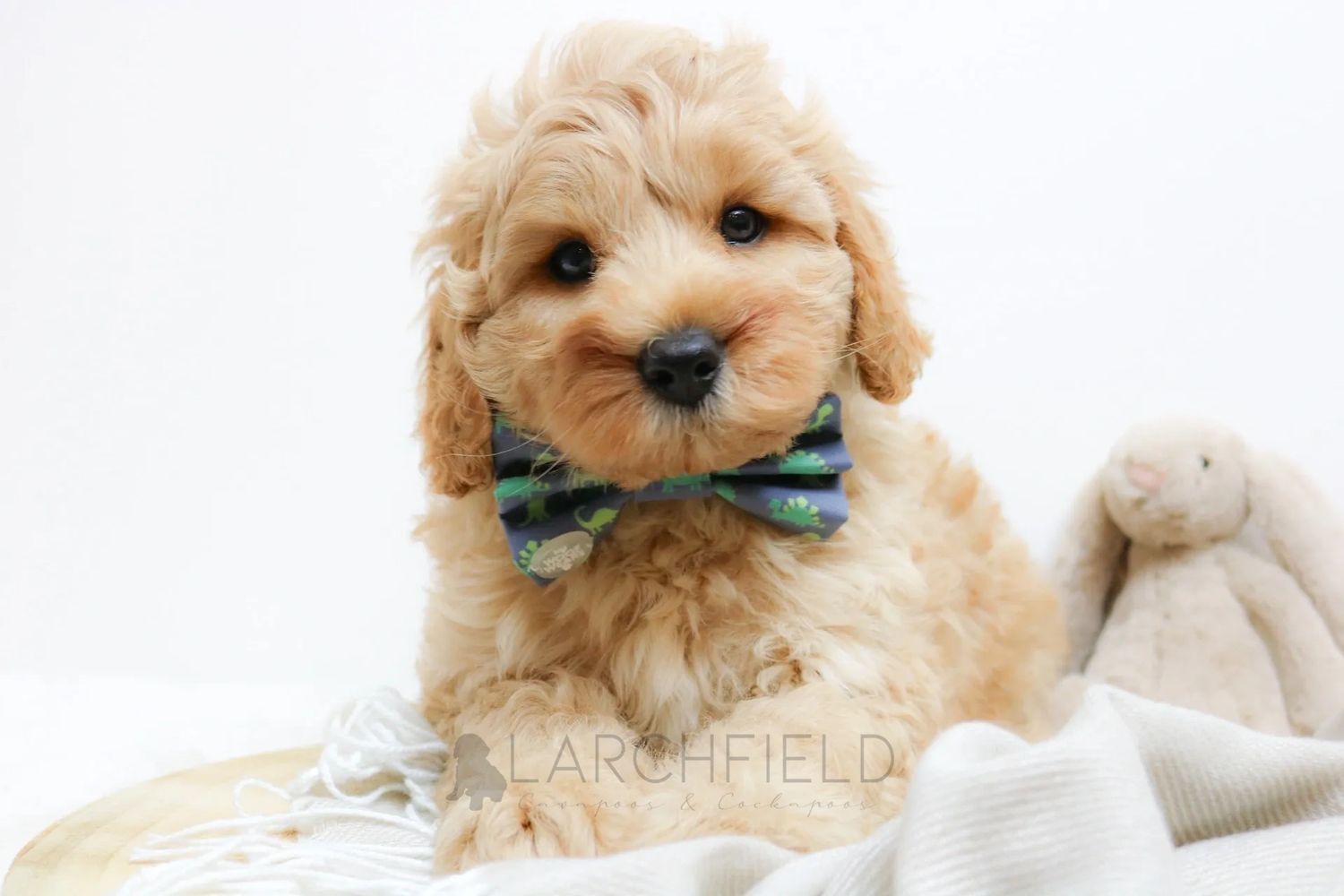 Adorable cute red apricot cavapoo puppy qualified licensed breeder Larchfield Cavapoos 5 star 