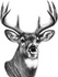 Deer and Turkey Hunting