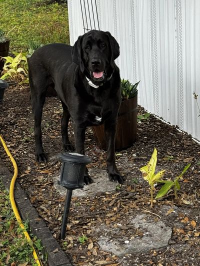 black dog in a garden