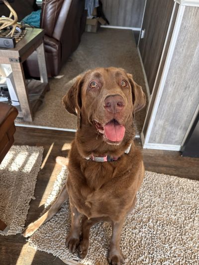 brown dog sitting in a kitchen