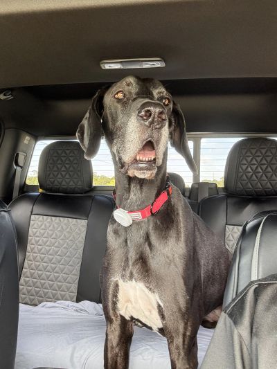 black and white great dane sitting in the back seat of a truck