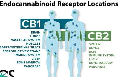 CBD Receptors