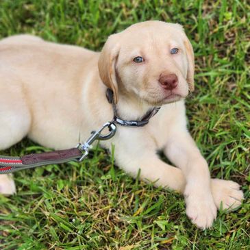 Photo of a yellow male puppy at 8 weeks old. Mother is Cece, Father is Cooper.