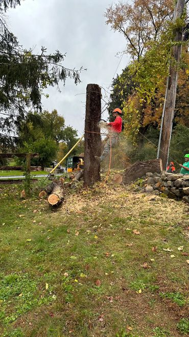 Tree service 
