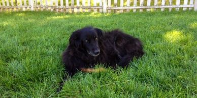Safe lawn care is important for kids and pets.  Make your lawn healthy and beautiful.