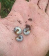Grub Control can be natural Milky Spore or a quick acting insecticide like Dylox or Merit.