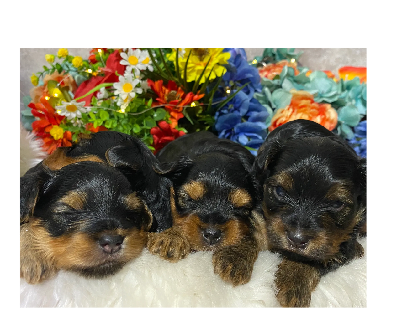 Three adorable 3 week old puppies on a bed of flowers