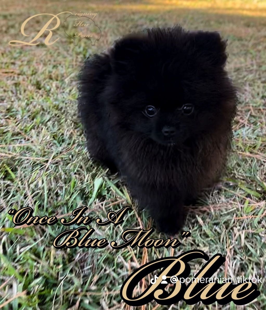 Pomeranian puppy available