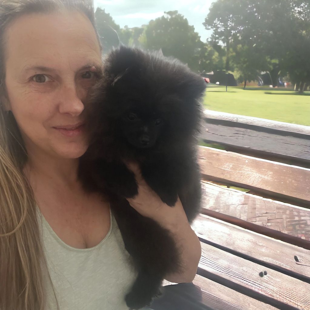 Solid Black Pomeranian available.