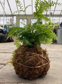 Kokedama is the Japanese art of growing plants in a moss-covered ball of soil wrapped with string 