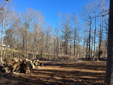 Cleared forest area with stacked logs and bare trees under a clear blue sky.