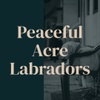 Peaceful Acre Labradors