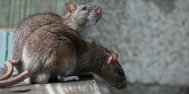 rattus norvegicus, rats