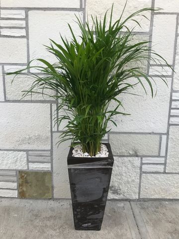 Hermosa palma areca acompañada de una maceta alta rectangular color chocolate y piedras decorativas 