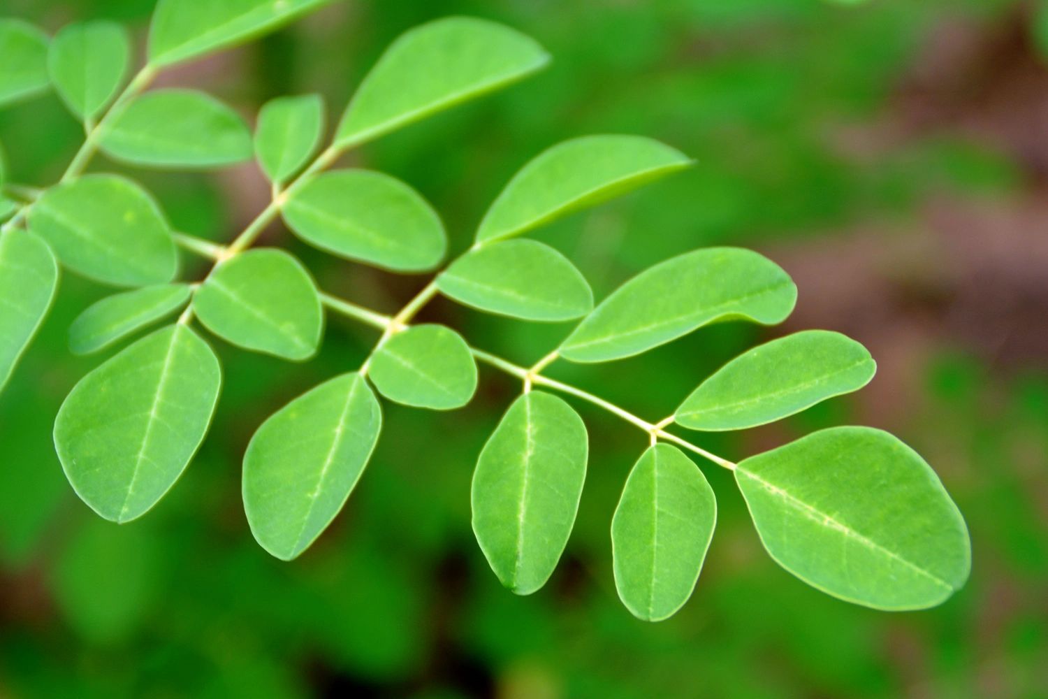 Close-up of moringa tree leaves