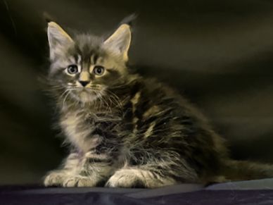 Maine Coon Kittens For Sale Mainecoon Pride