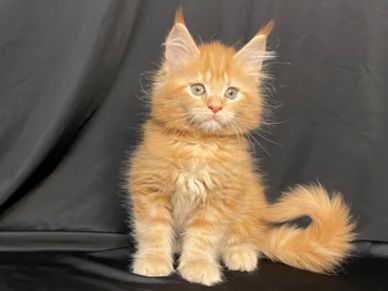 Maine Coon Kittens For Sale Mainecoon Pride