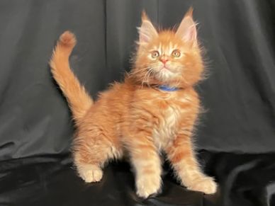 Maine Coon Kittens For Sale Mainecoon Pride