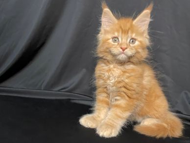 Maine Coon Kittens For Sale Mainecoon Pride