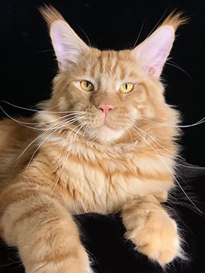 Maine Coon Kittens For Sale Mainecoon Pride
