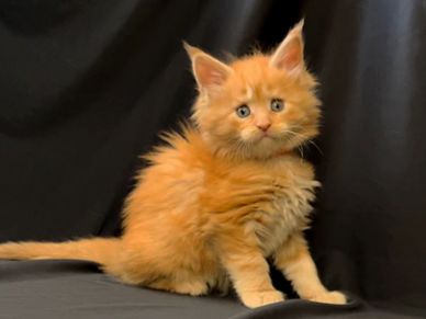 Maine Coon Kittens For Sale Mainecoon Pride
