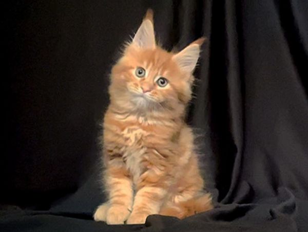 Maine Coon Kittens For Sale Mainecoon Pride