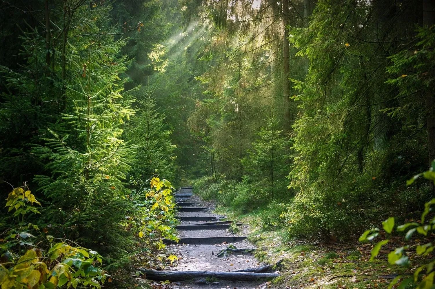 Path to healing. Photographer Sven Lachmann