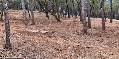 A forested area with tall pine trees and a ground covered in dry pine needles.