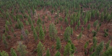 A sparse forest with green conifer trees and brown ground.