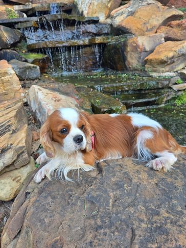 Cavalier dog laying on a rock in front of a smsll waterfall 