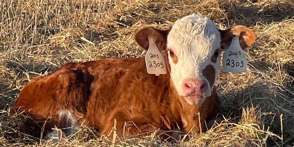 One our our mature mothers with a young heifer