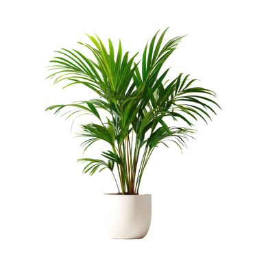 A lush green palm plant in a white pot on a white background.